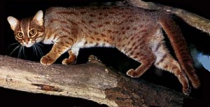 http://www.cougarhill.info/cats/rusty_spotted_cat2.jpg